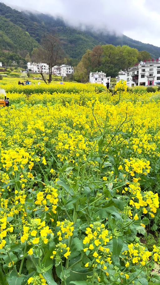 婺源神舟国际旅行社:开往春天的小火车,有一种春天叫婺源#有一种色彩